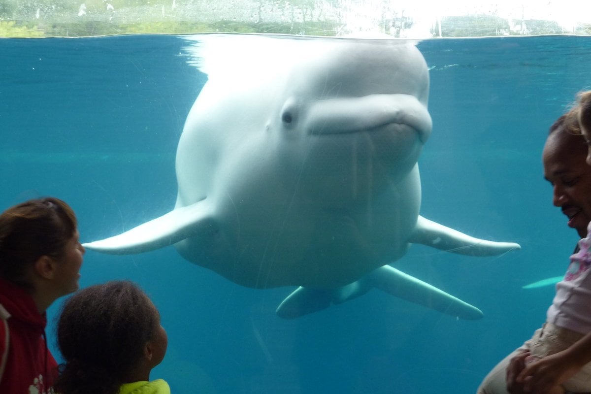 Mystic Aquarium