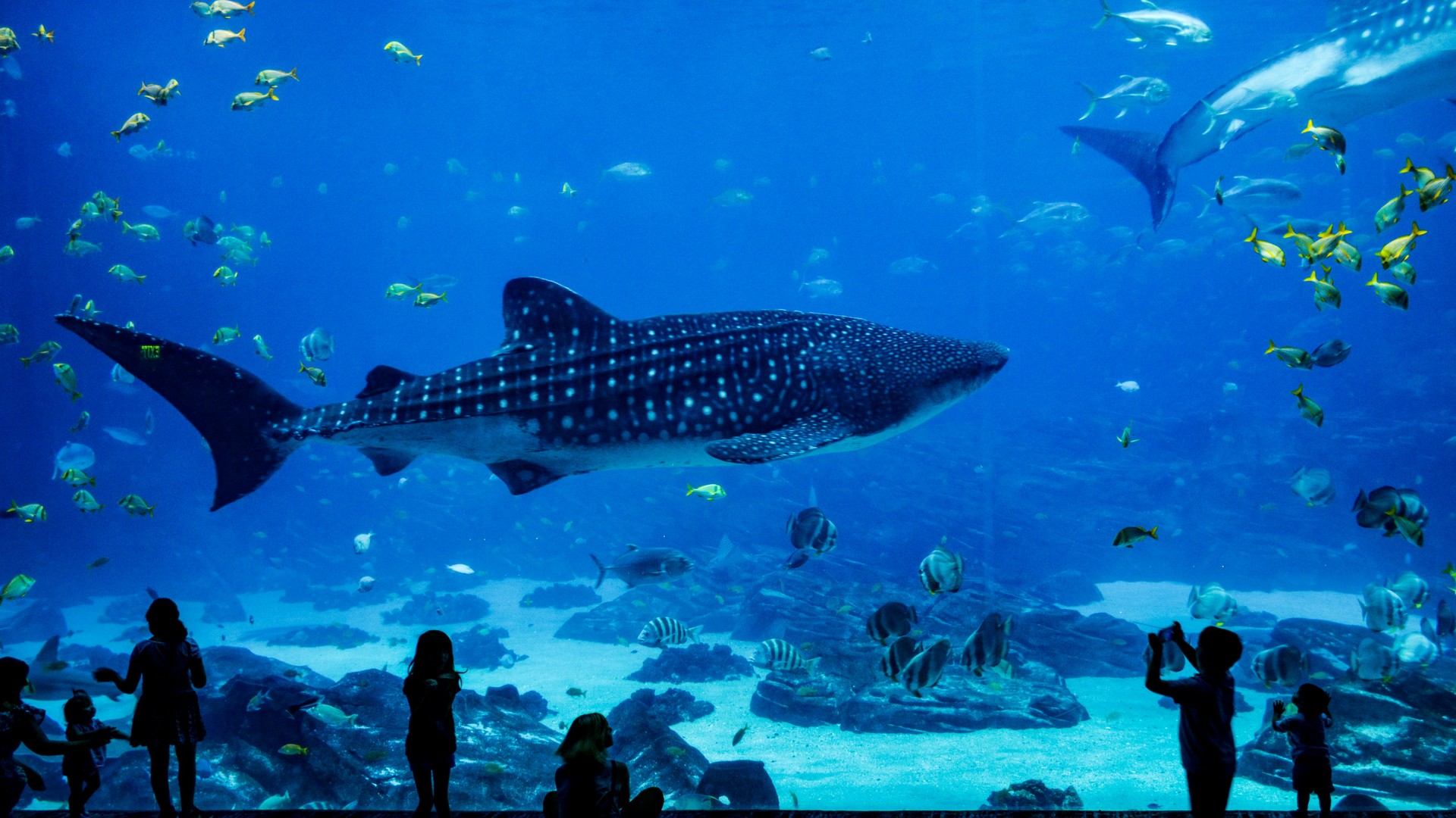 Underwater scene