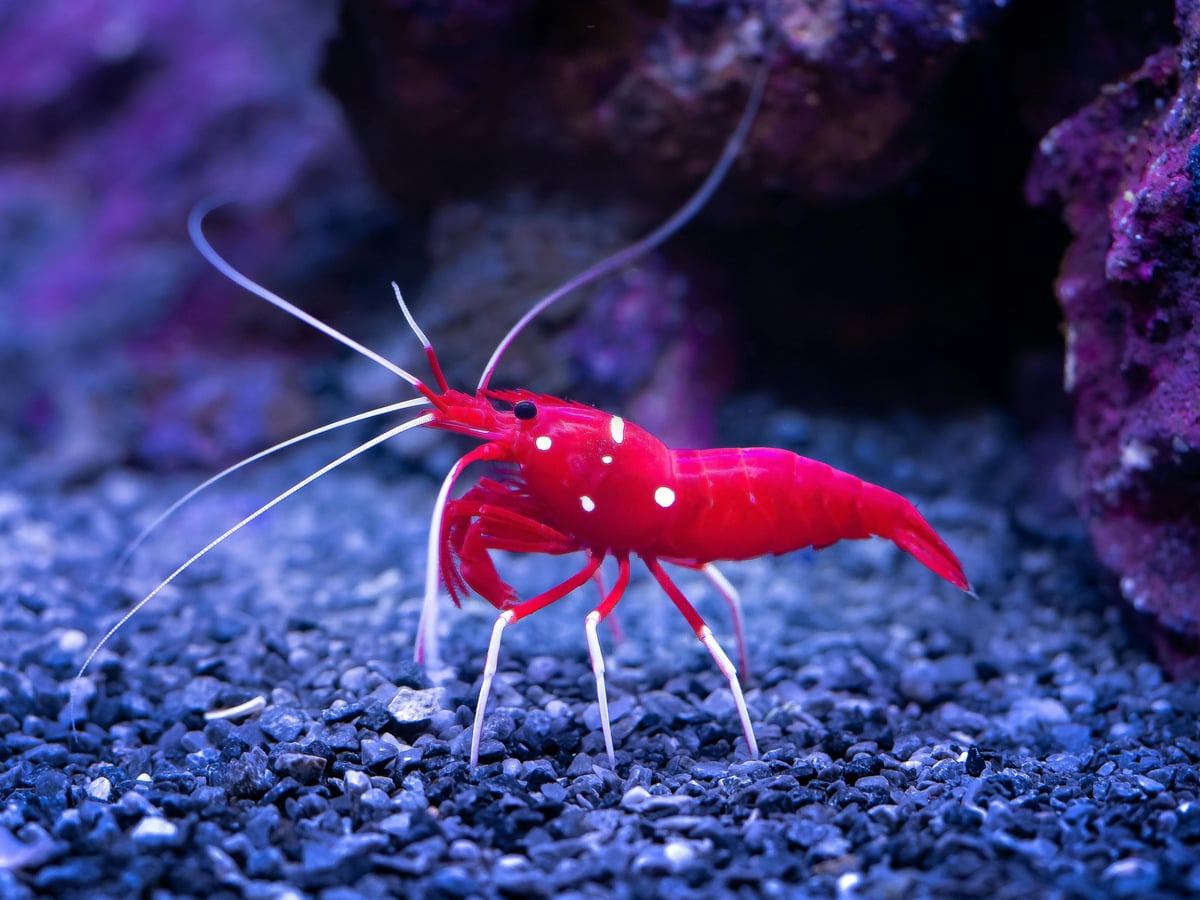 Crustaceans