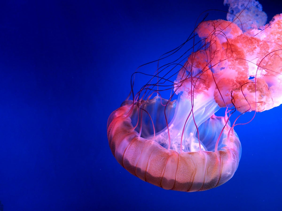 Jellyfish