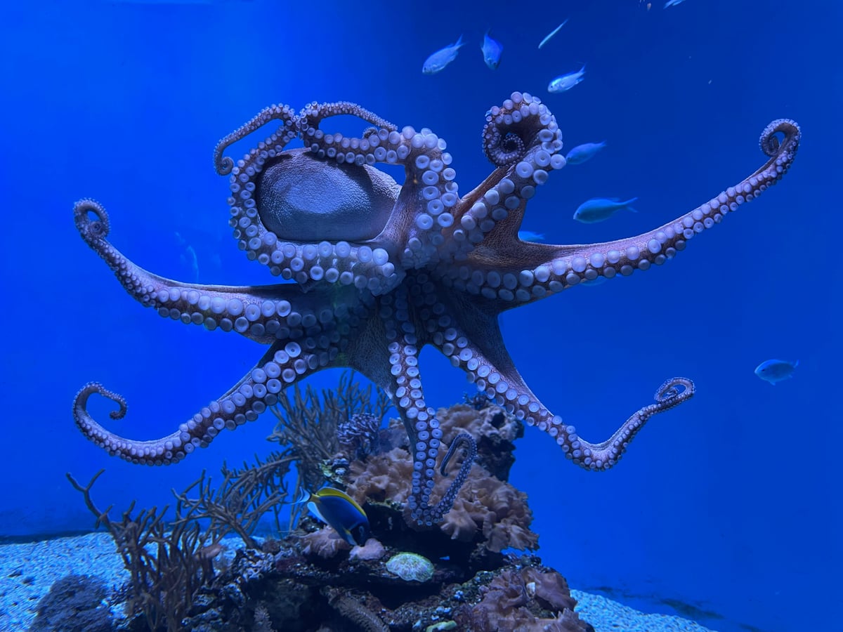 Octopuses