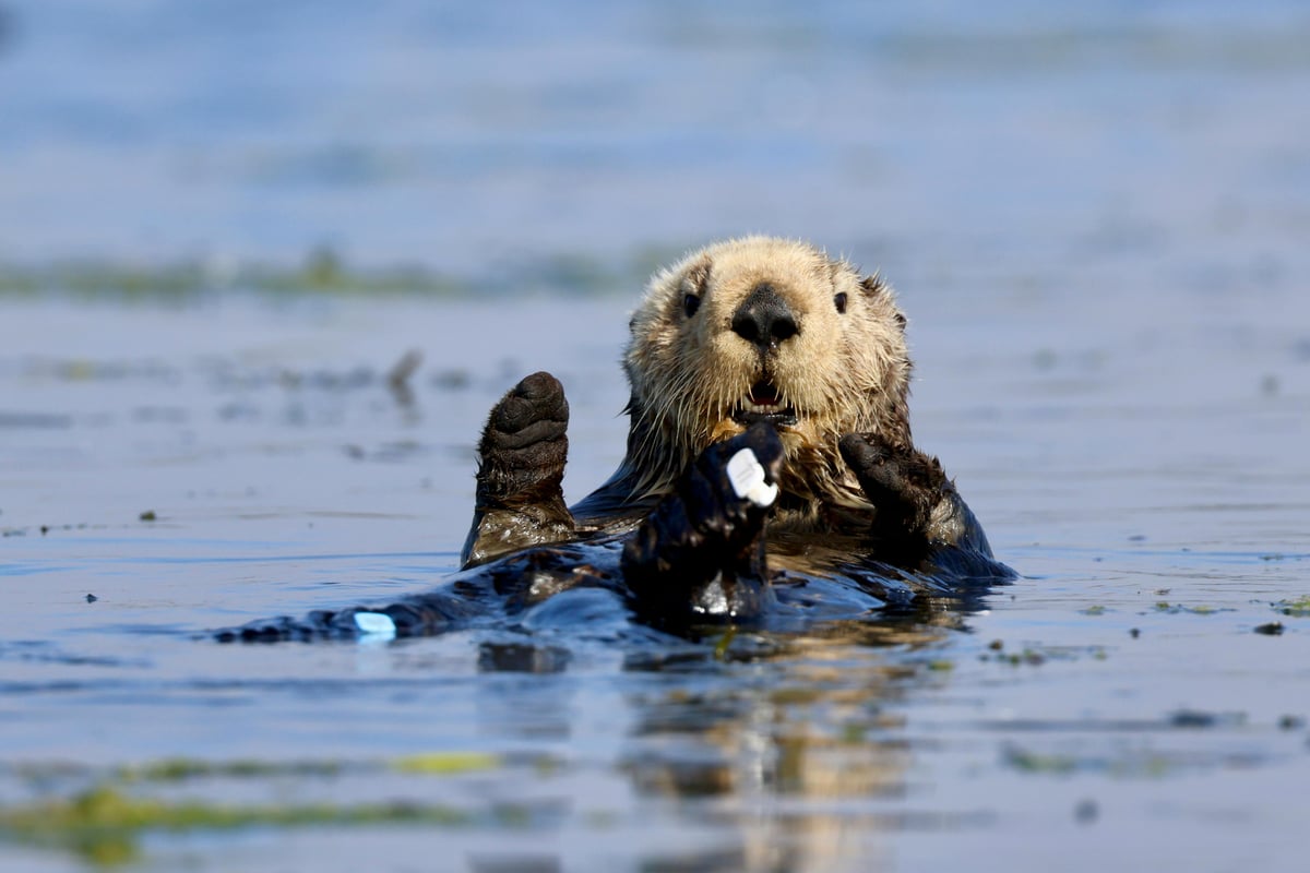 Otters