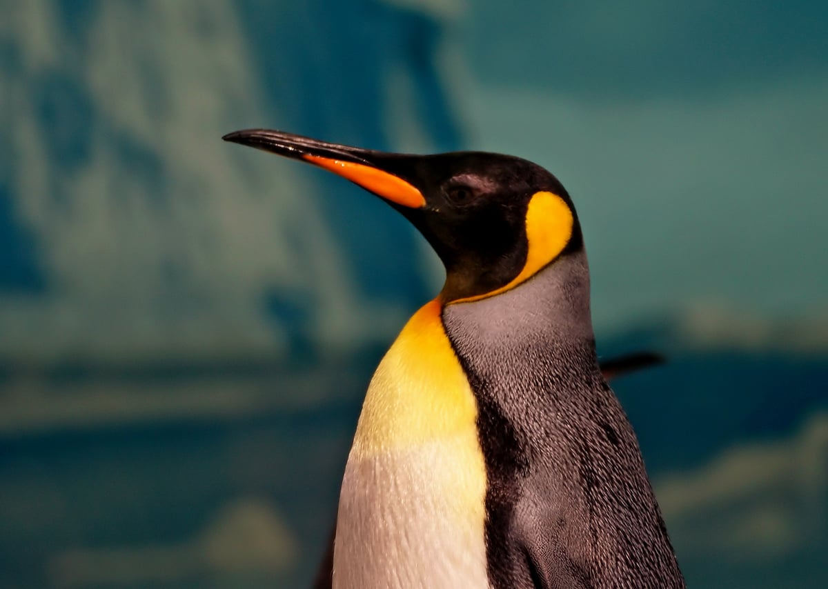 Penguins