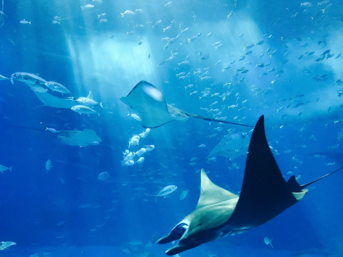 Rays & Skates