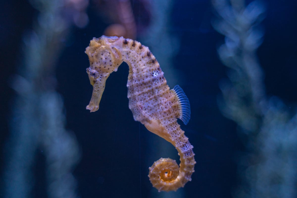 Seahorses