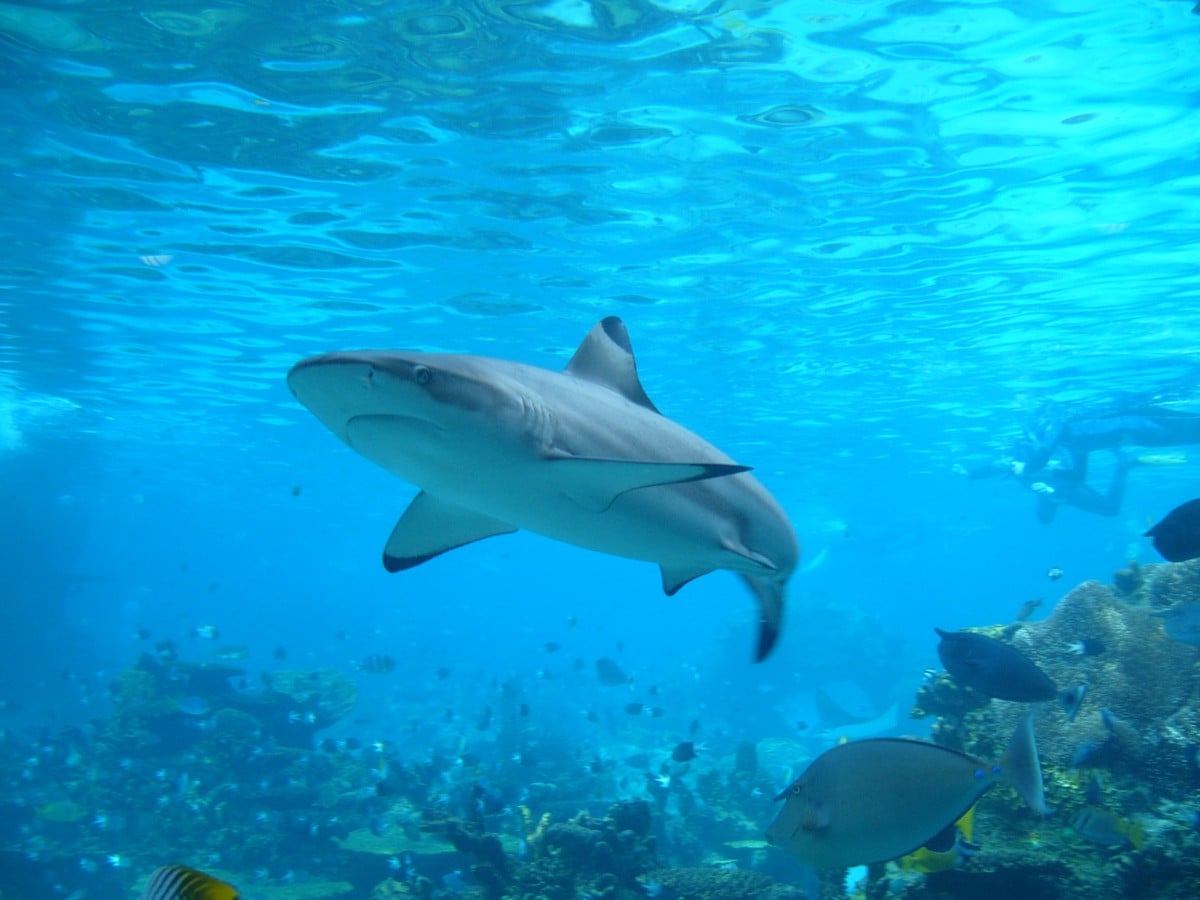 Sharks