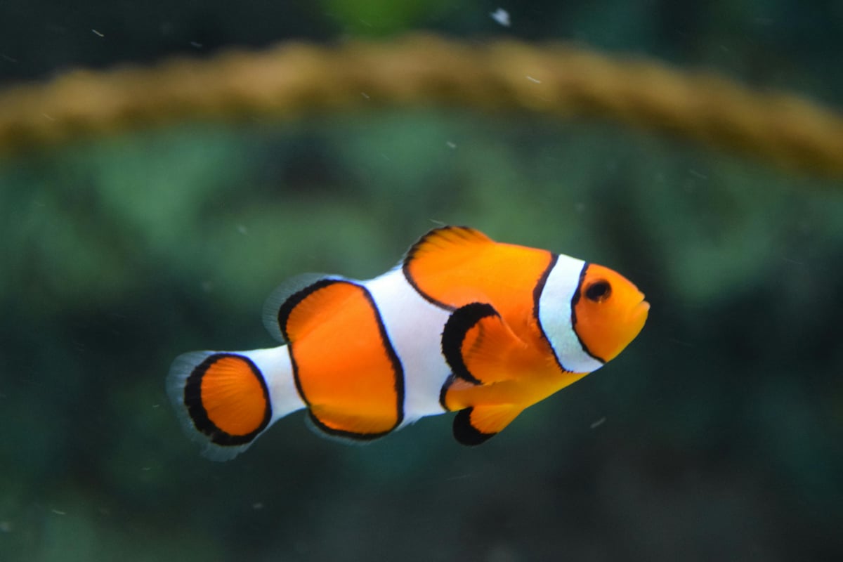 Tropical Fish