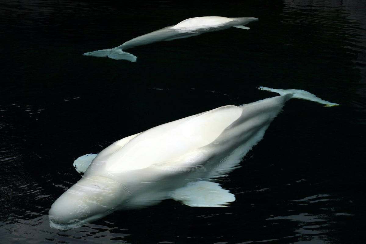 Beluga Whales