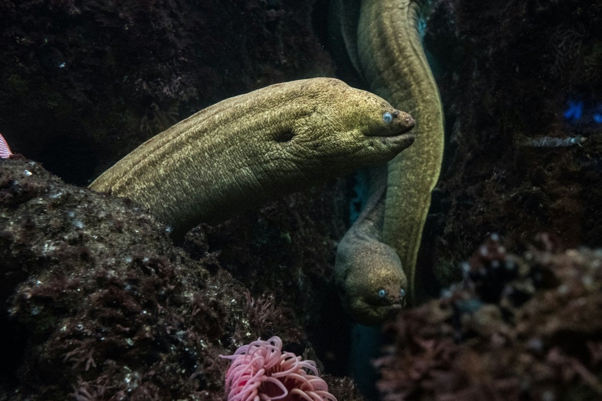 Shedd Aquarium - Gallery Image 1