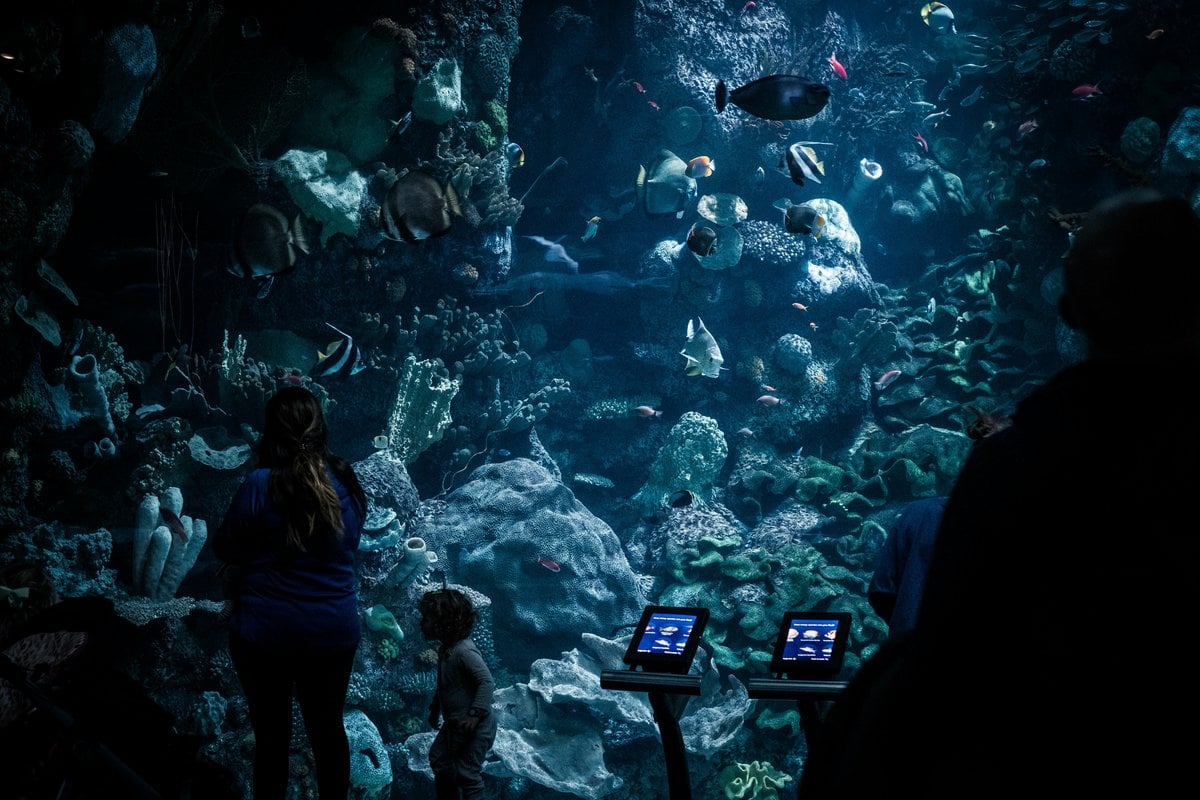 Shedd Aquarium - Gallery Image 2