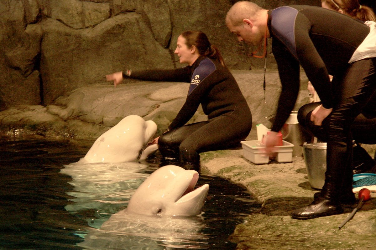 Shedd Aquarium - Gallery Image 3
