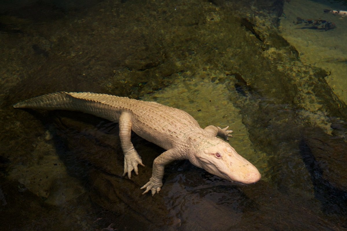 Steinhart Aquarium